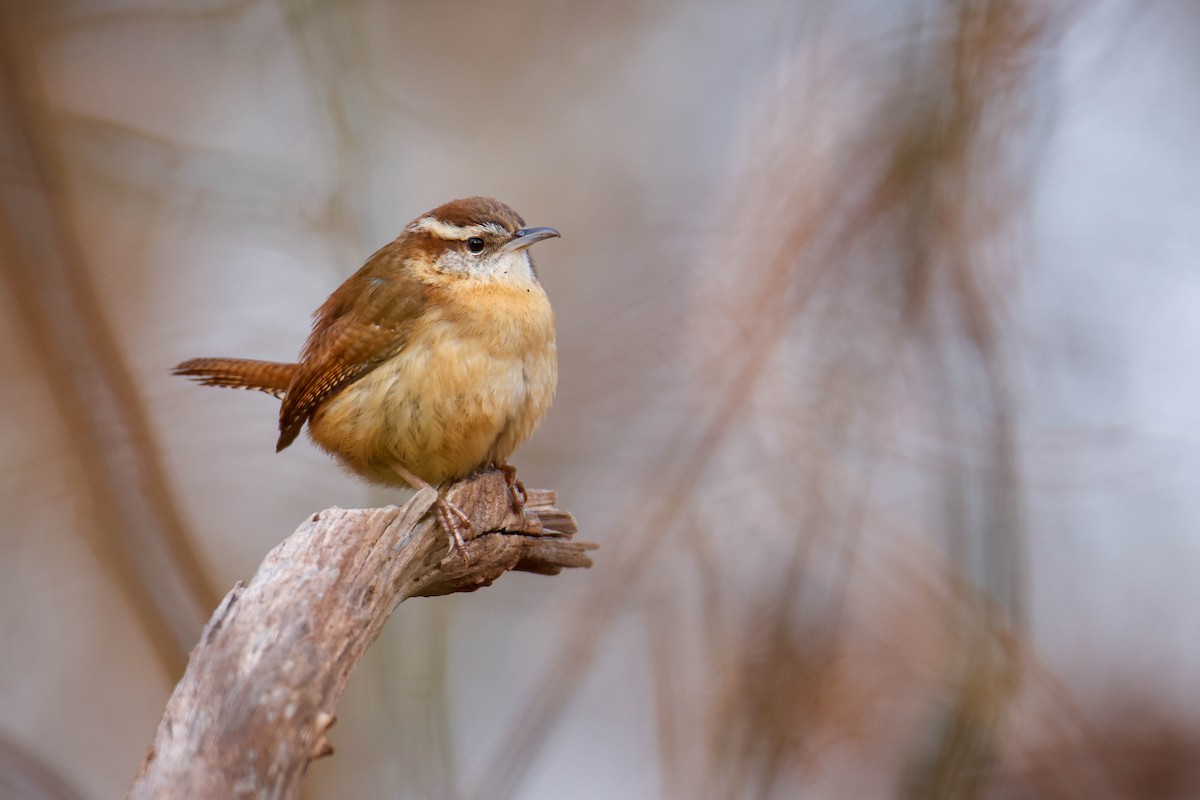 Carolina Wren - ML616352487