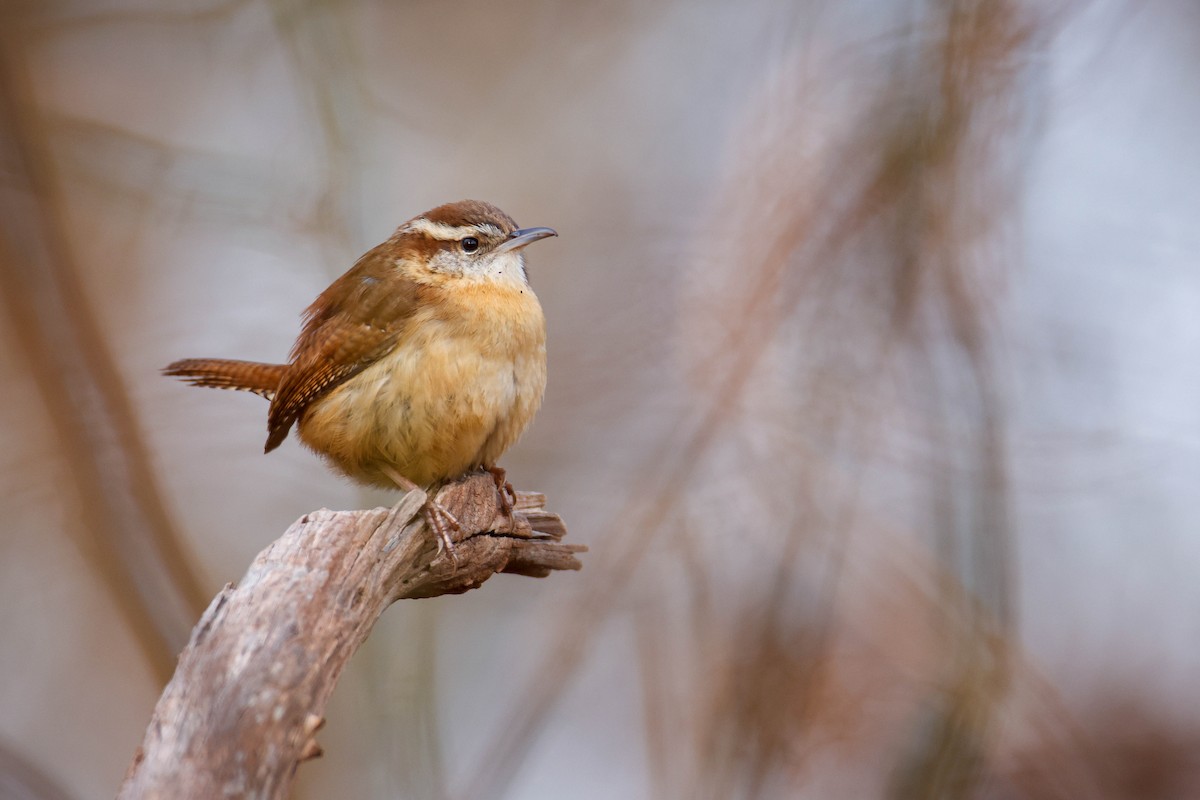 Carolina Wren - ML616352488