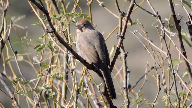 Canyon Towhee - ML616352517