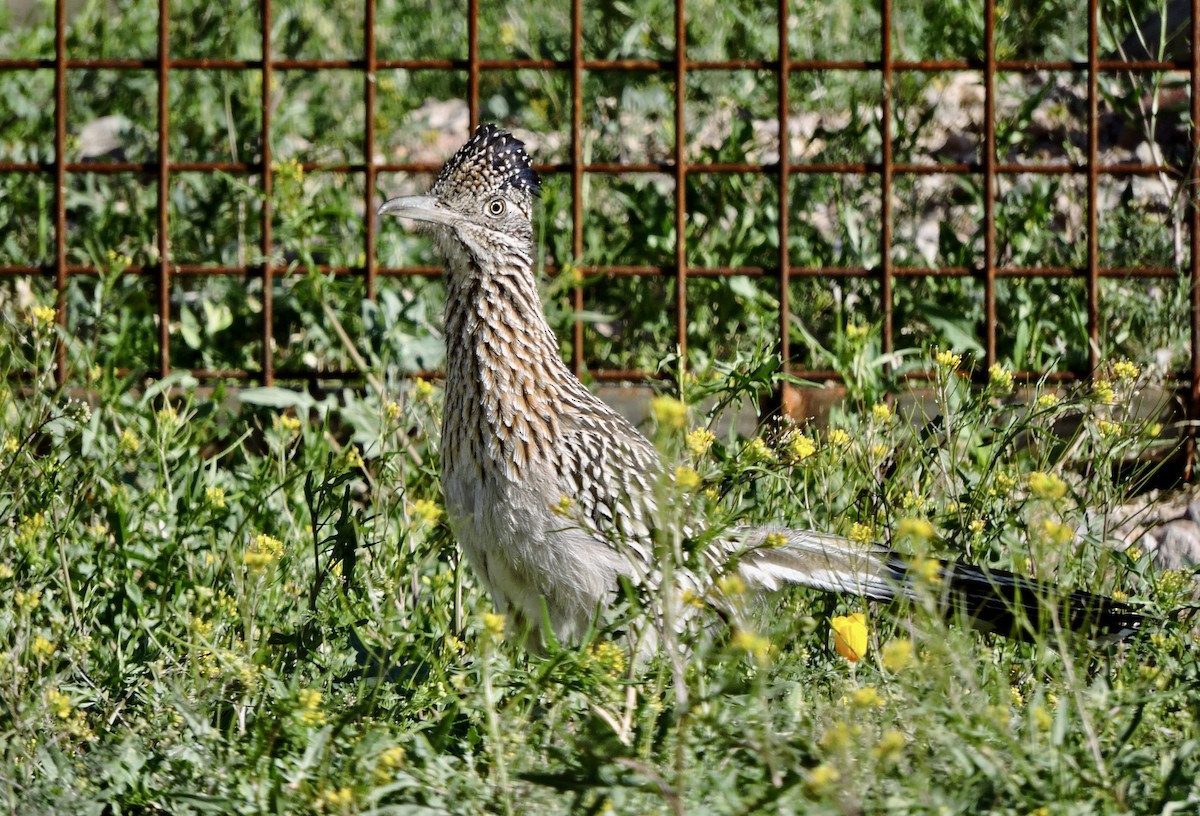 Greater Roadrunner - Daniel Casey