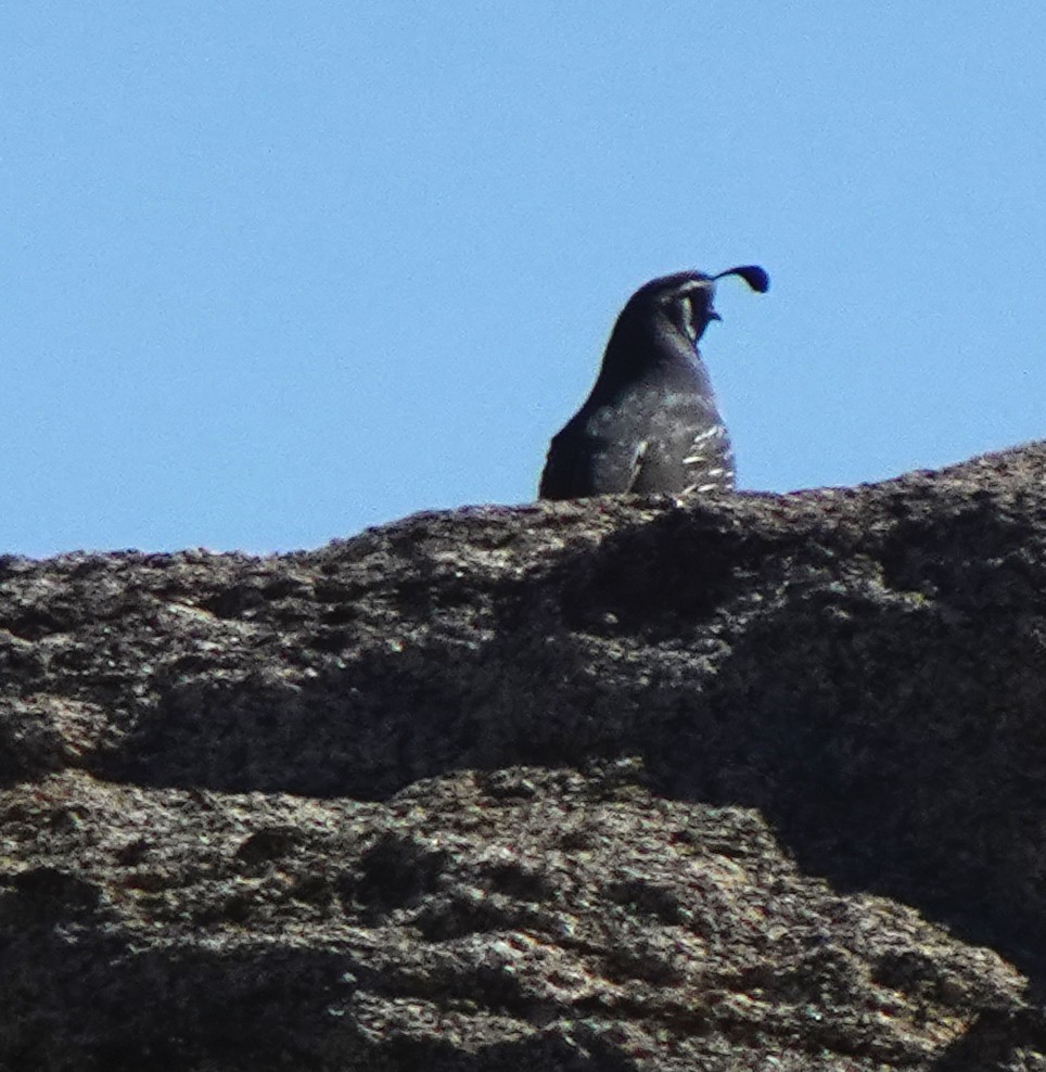 California Quail - ML616352535