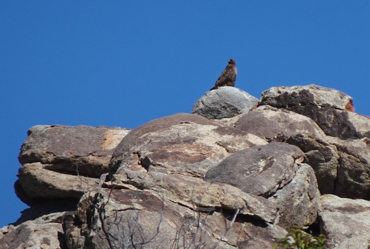 Red-tailed Hawk - ML616352541