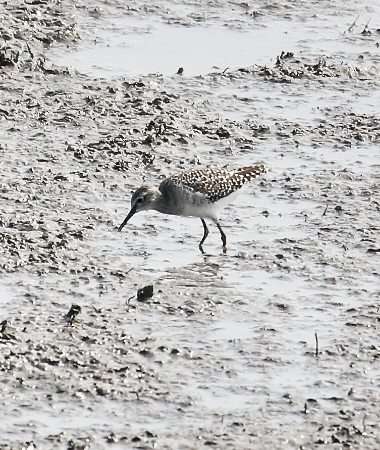 Wood Sandpiper - Mark  Hogarth