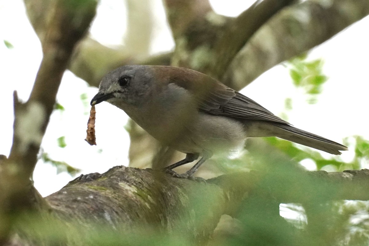 Gray Shrikethrush - ML616352561