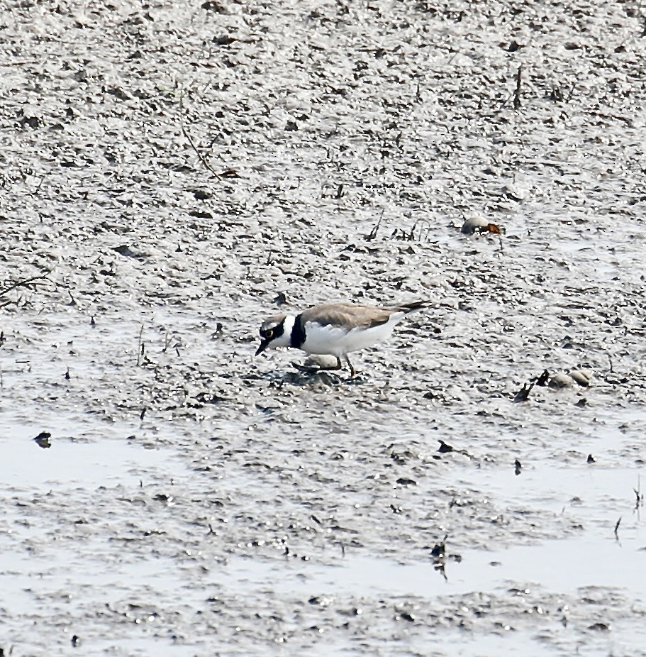 Little Ringed Plover - Mark  Hogarth