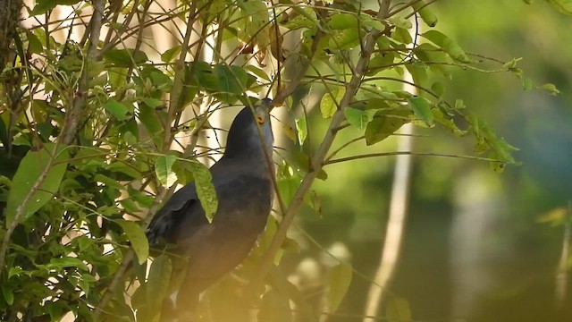 Crested Goshawk - ML616352615