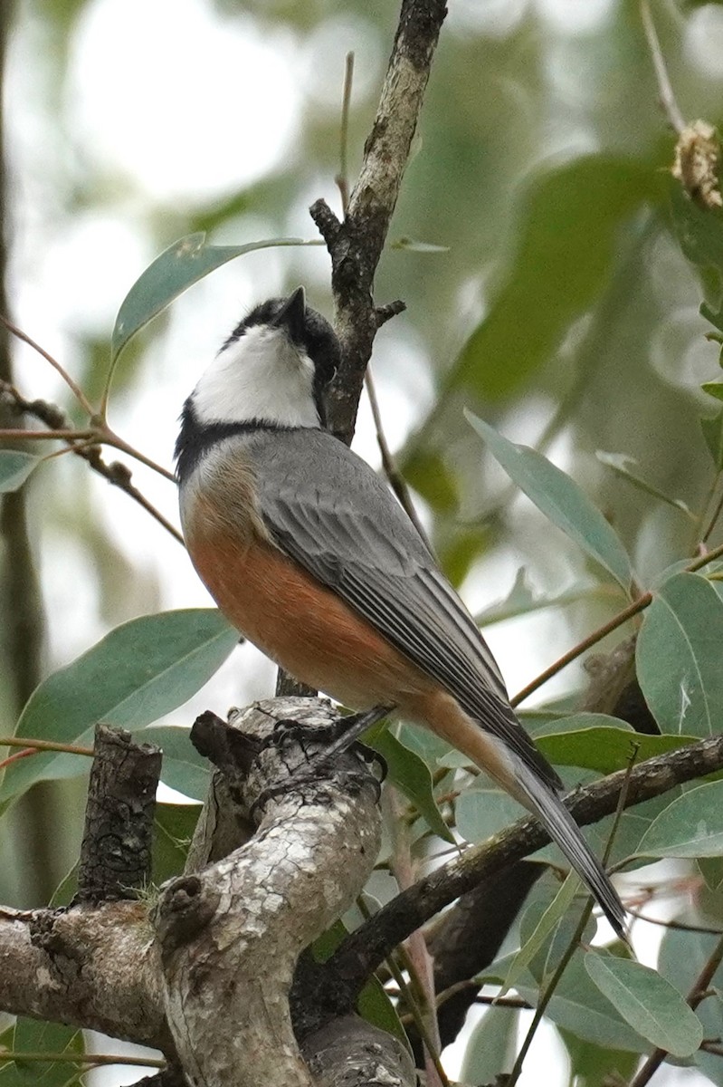 Rufous Whistler - Ellany Whelan