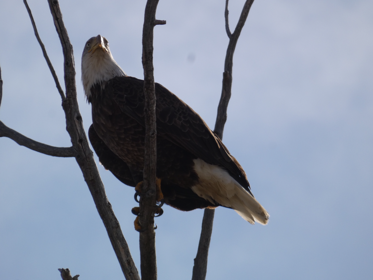 Bald Eagle - ML616352655