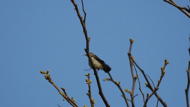 Nilgiri Flowerpecker - ML616352658