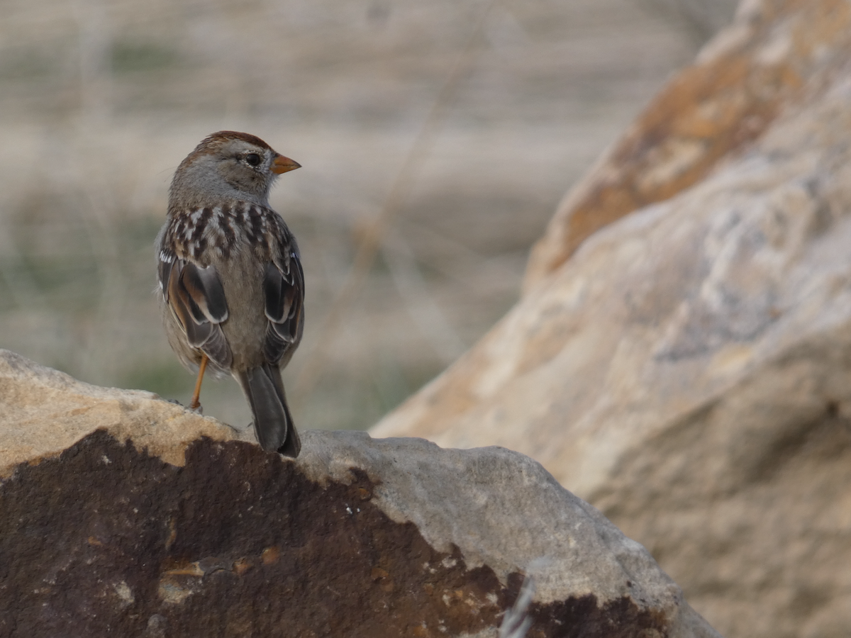 White-crowned Sparrow - Carolyn Sanders