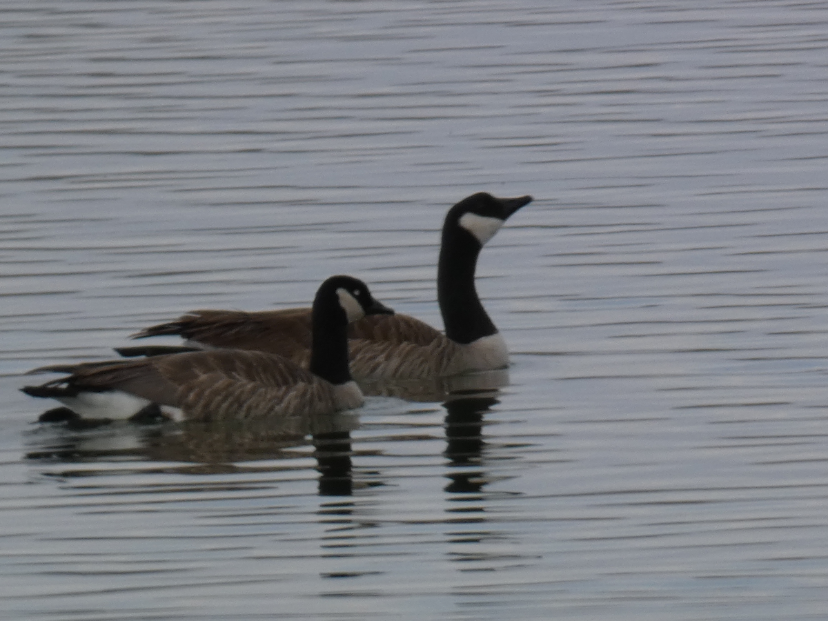 Cackling Goose - ML616352679