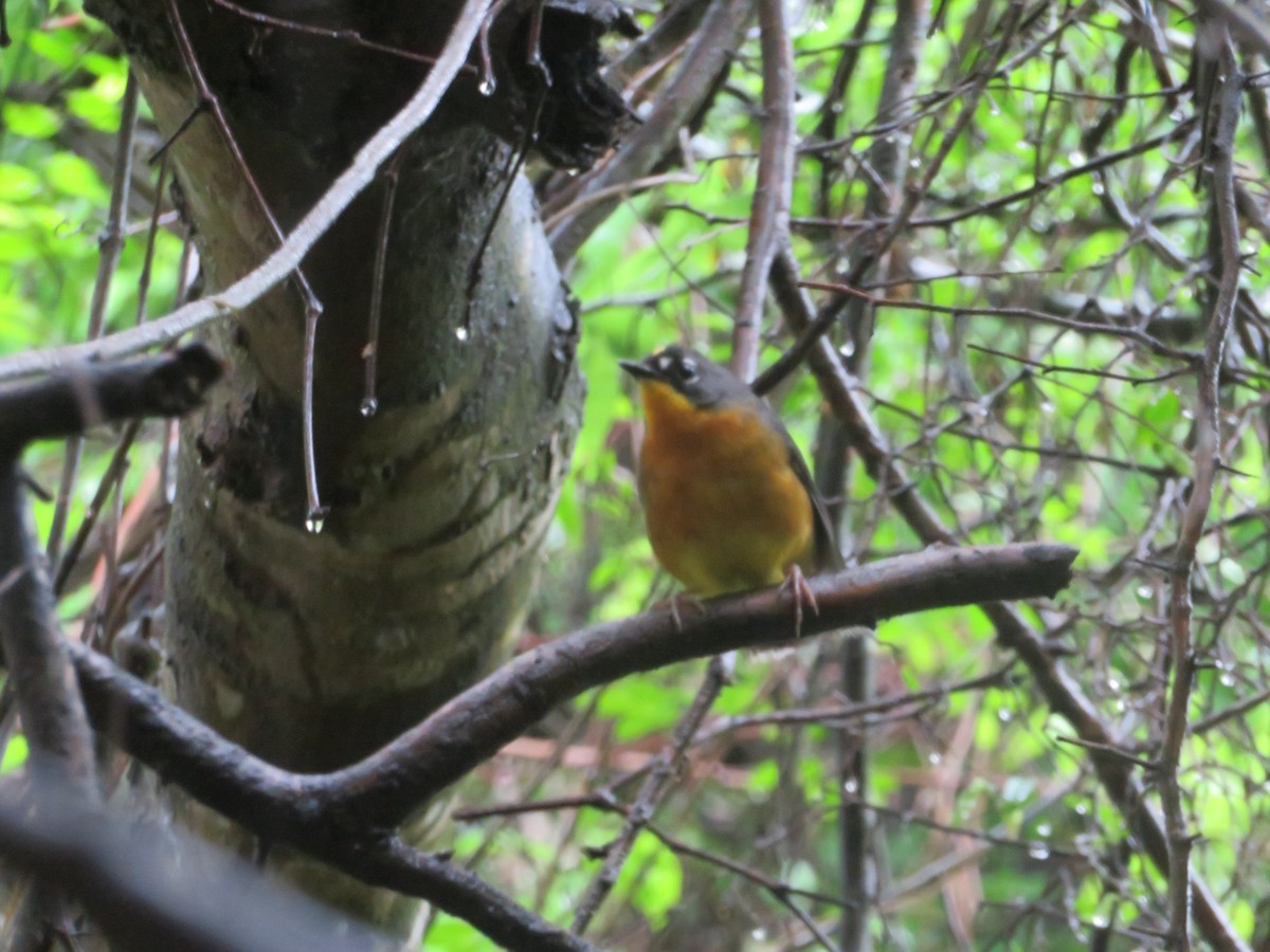 Fan-tailed Warbler - ML616352702