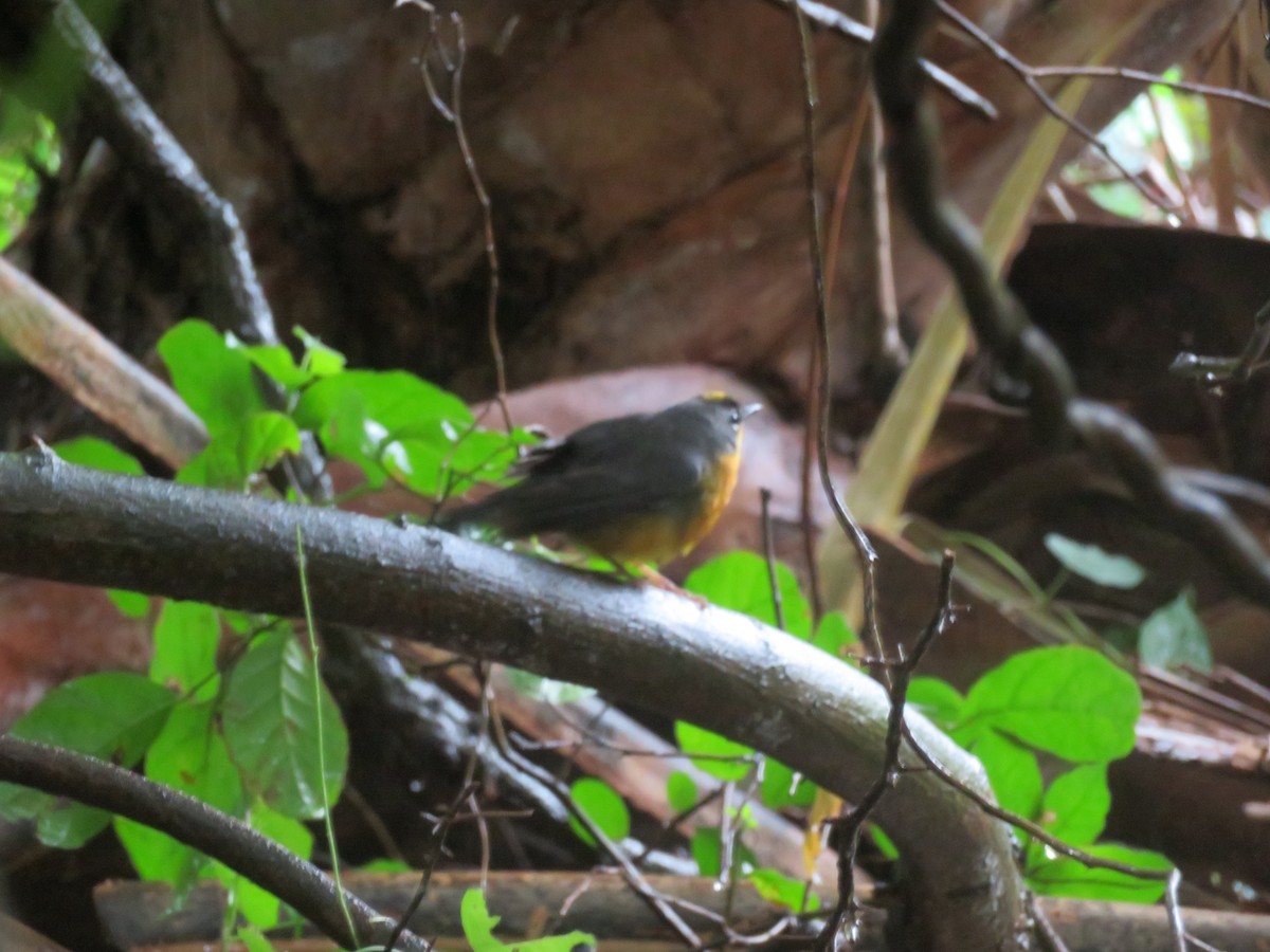Fan-tailed Warbler - ML616352703