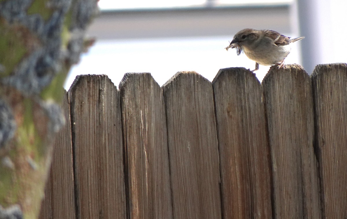 House Sparrow - Audrey E.