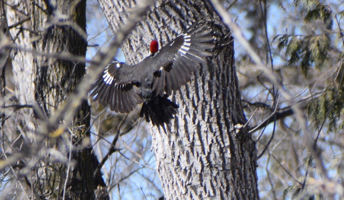 Pileated Woodpecker - ML616352737