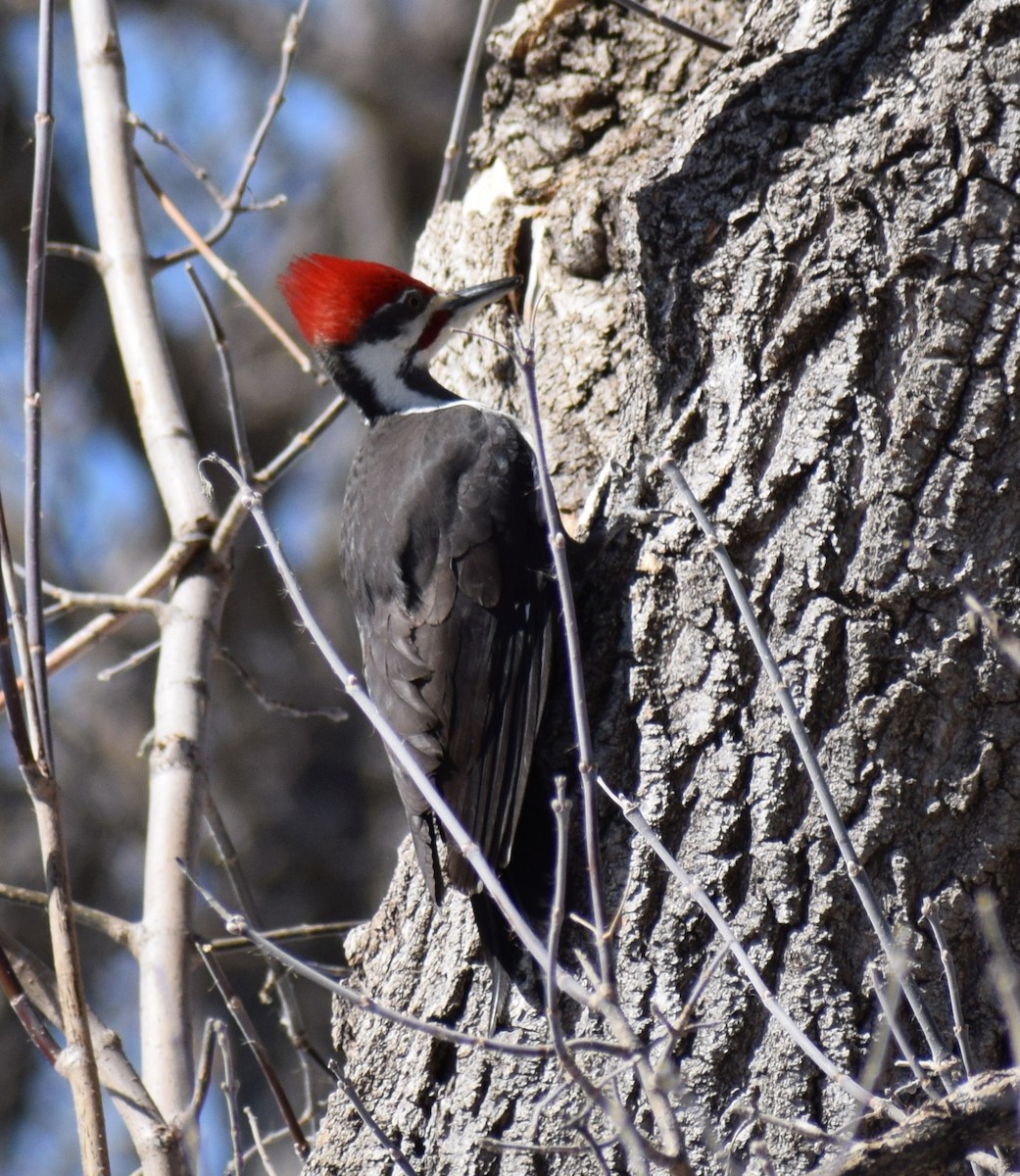 Pileated Woodpecker - ML616352738