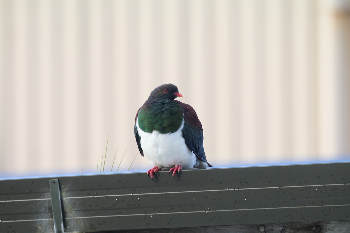 New Zealand Pigeon - ML616352741