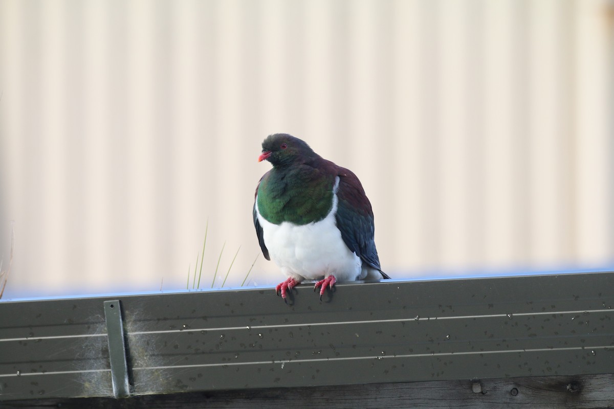 New Zealand Pigeon - ML616352748