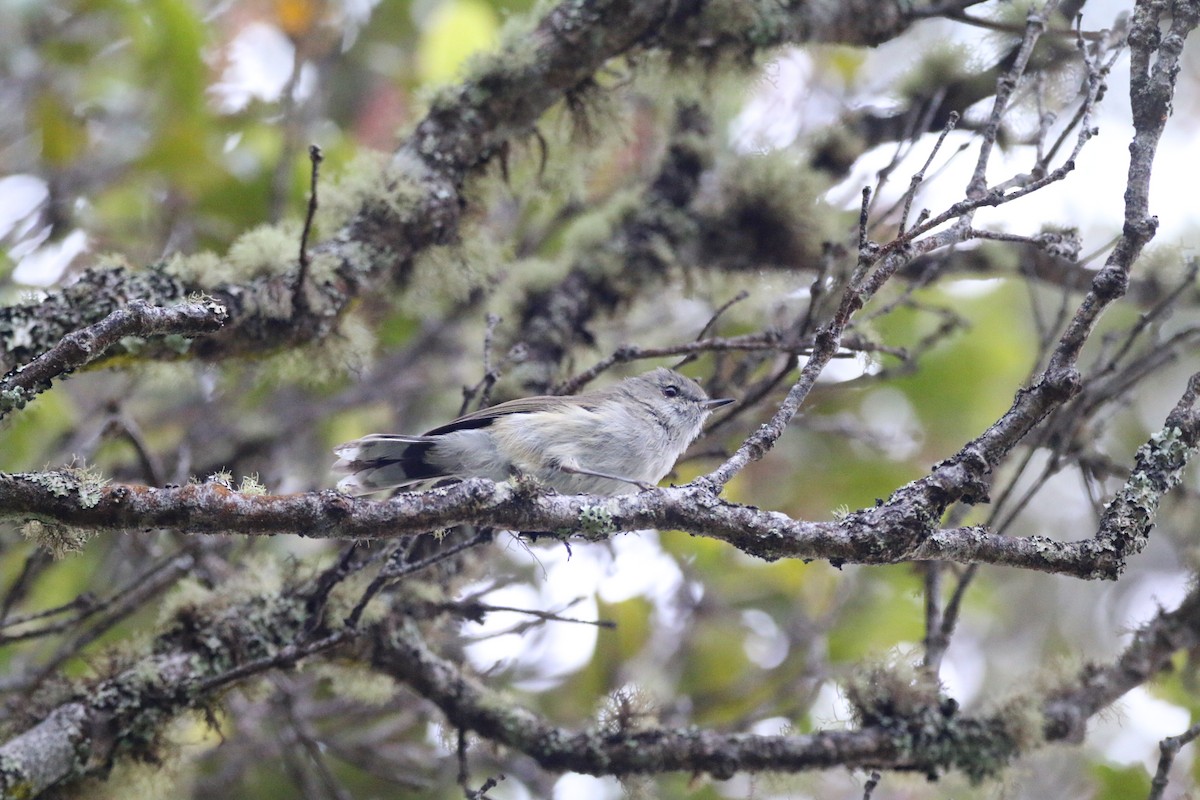 Gray Gerygone - ML616352755