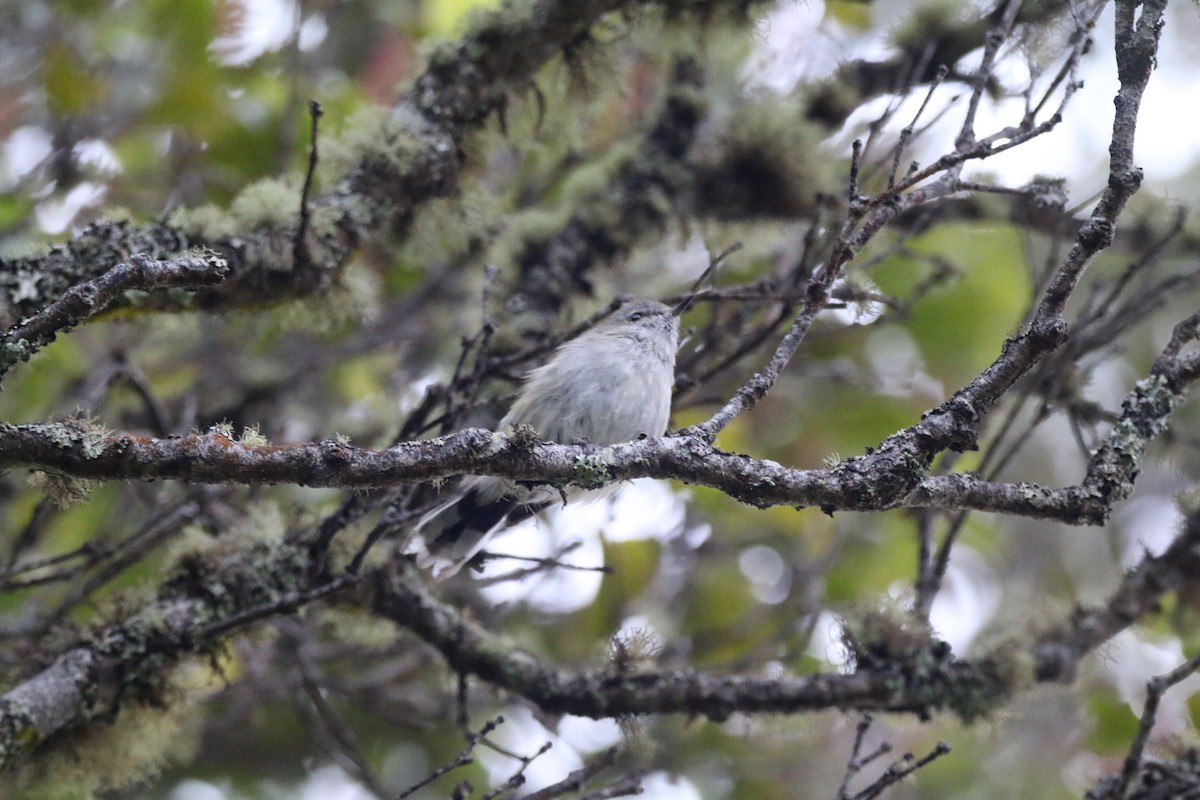 Gray Gerygone - Brendan Cook