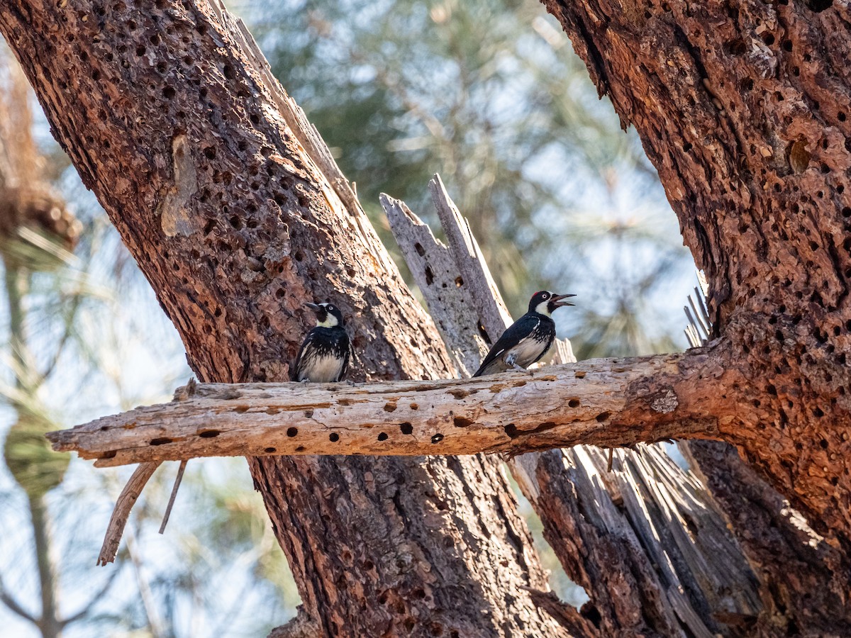 Acorn Woodpecker - ML616352796