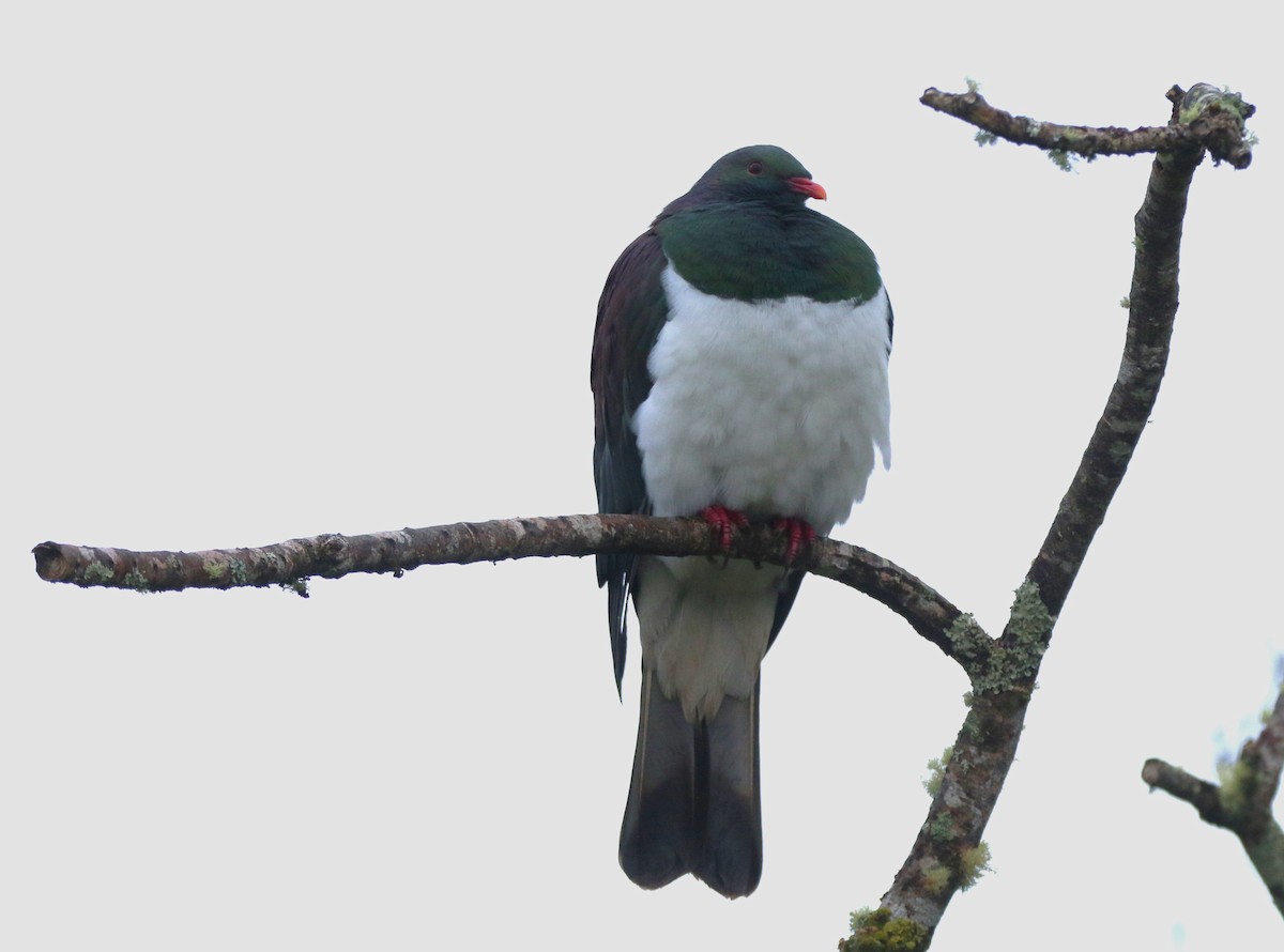 New Zealand Pigeon - ML616352819