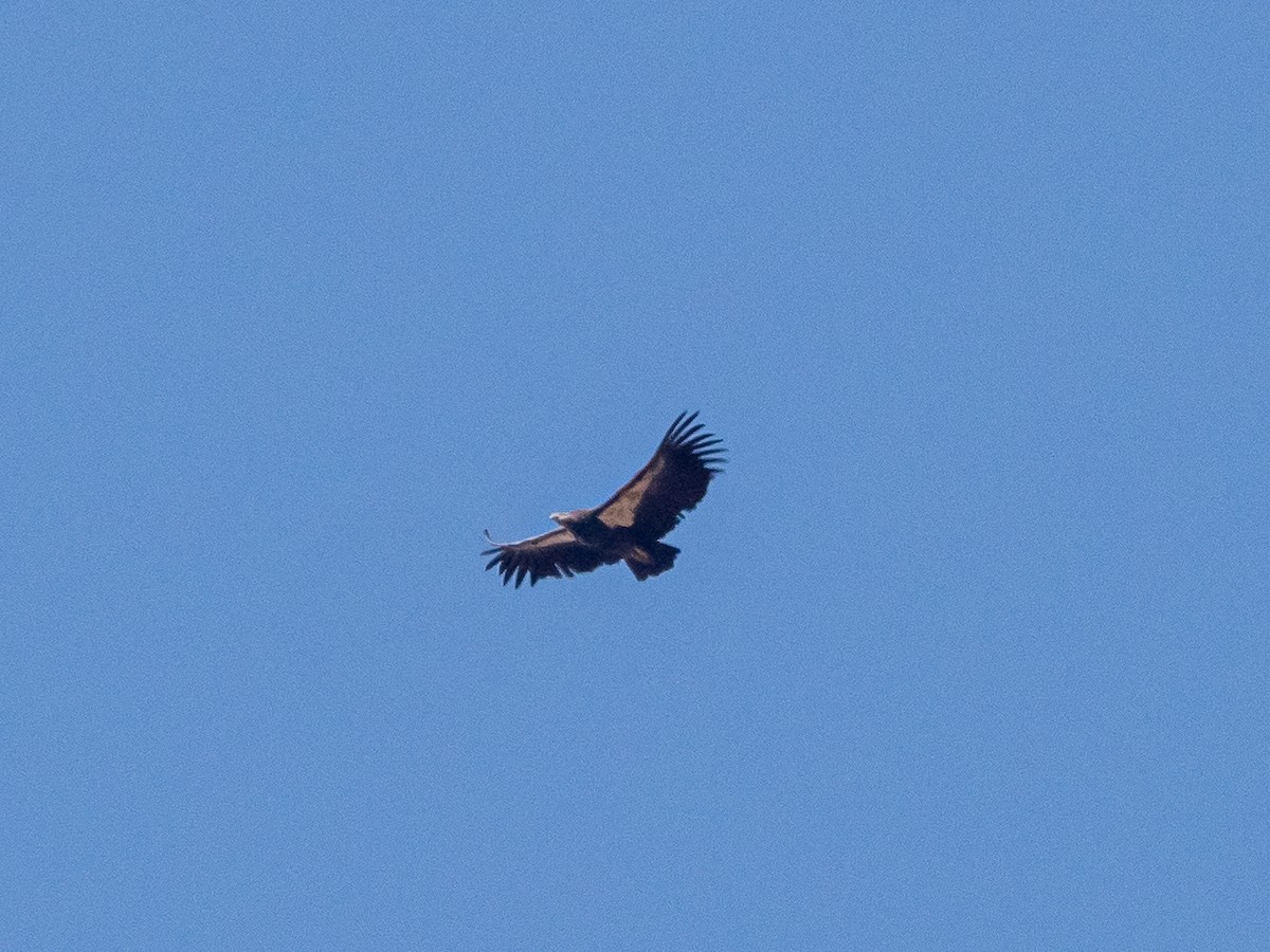 Condor de Californie - ML616352827
