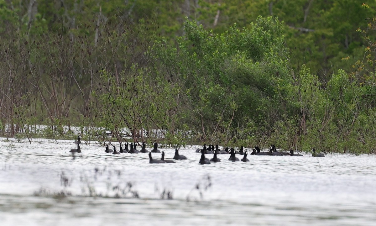 American Coot - ML616352834