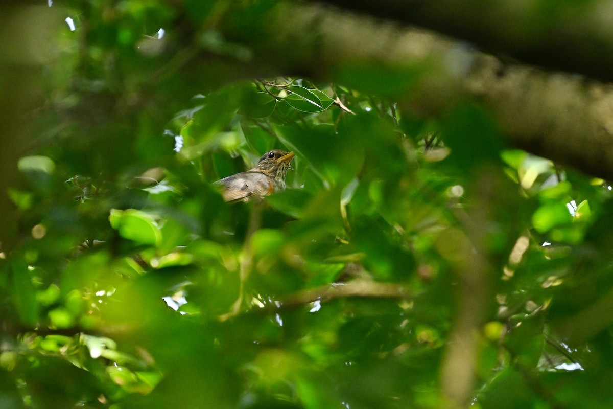 Gray-backed Thrush - Lee-Lien WANG