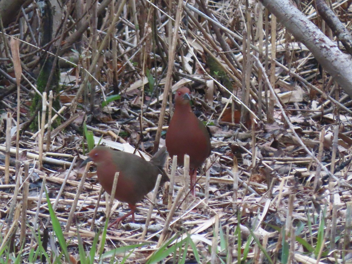 Ruddy-breasted Crake - Kyle Leader