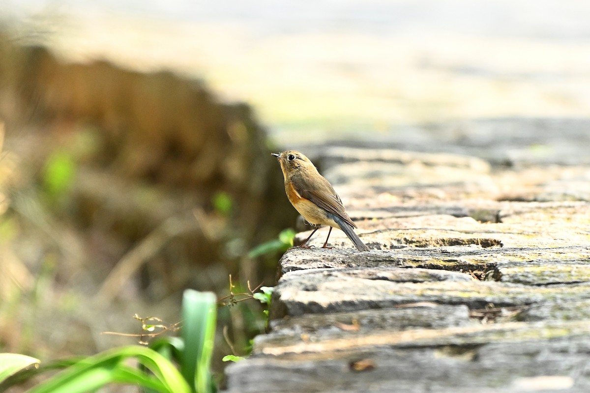 Red-flanked Bluetail - Lee-Lien WANG