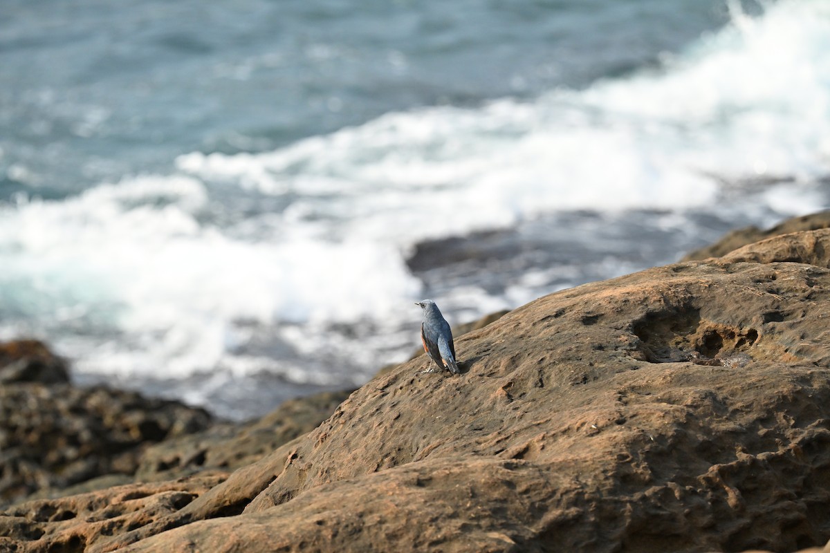 Blue Rock-Thrush - Lee-Lien WANG