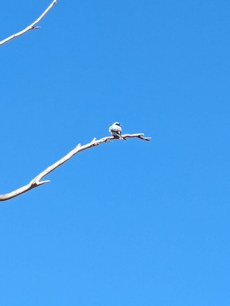 Black-faced Cuckooshrike - ML616352933