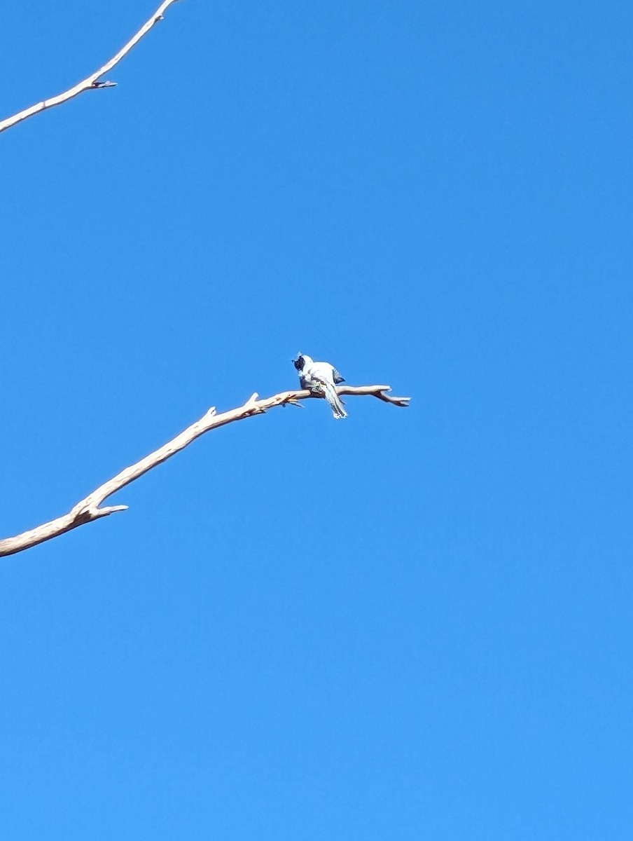 Black-faced Cuckooshrike - ML616352935