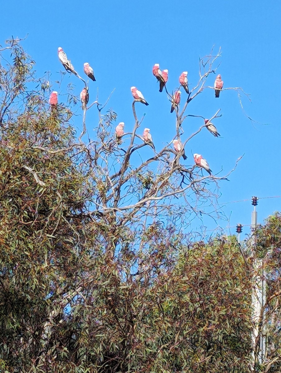Galah - ML616352959