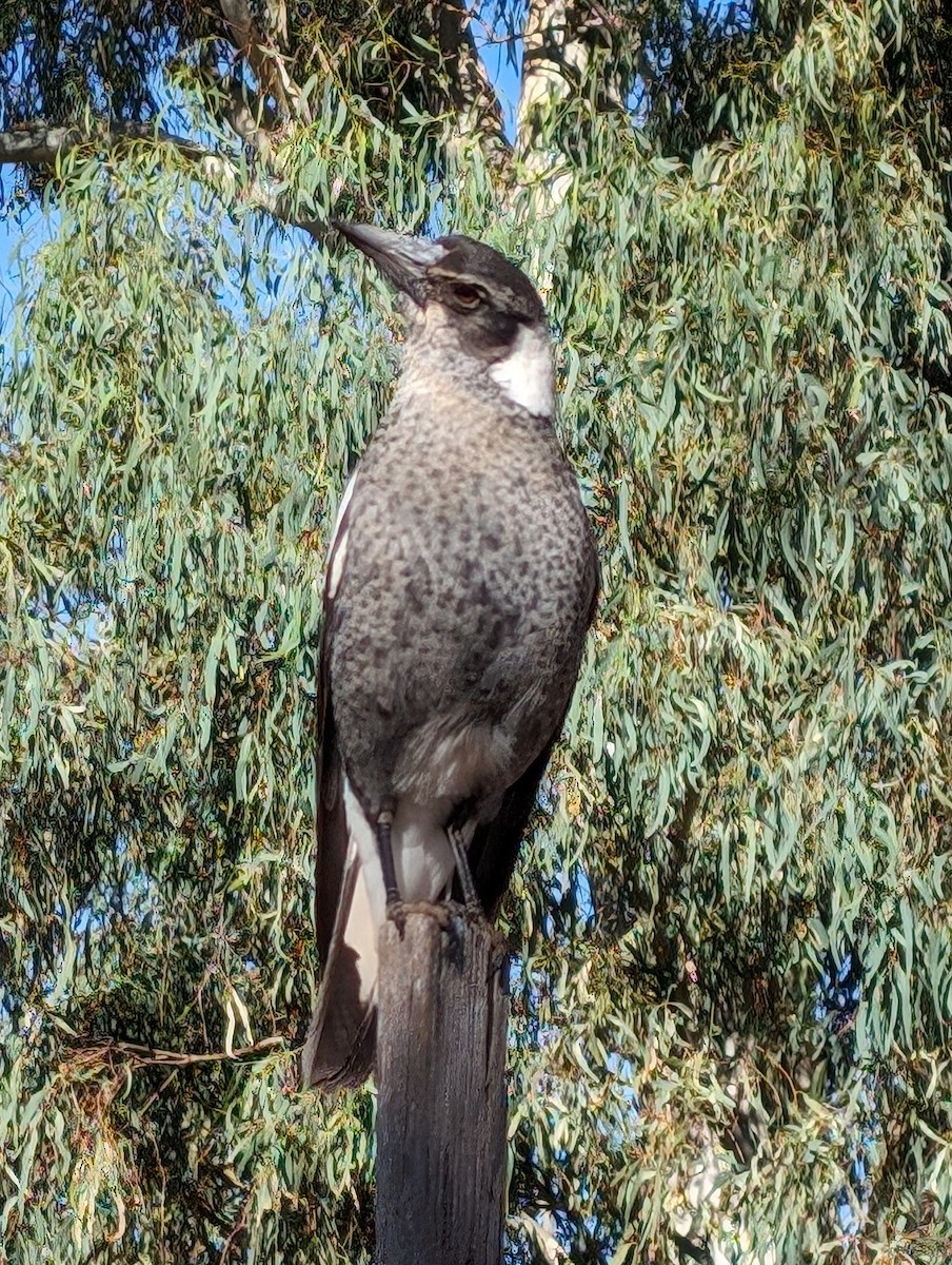 Australian Magpie - ML616352962