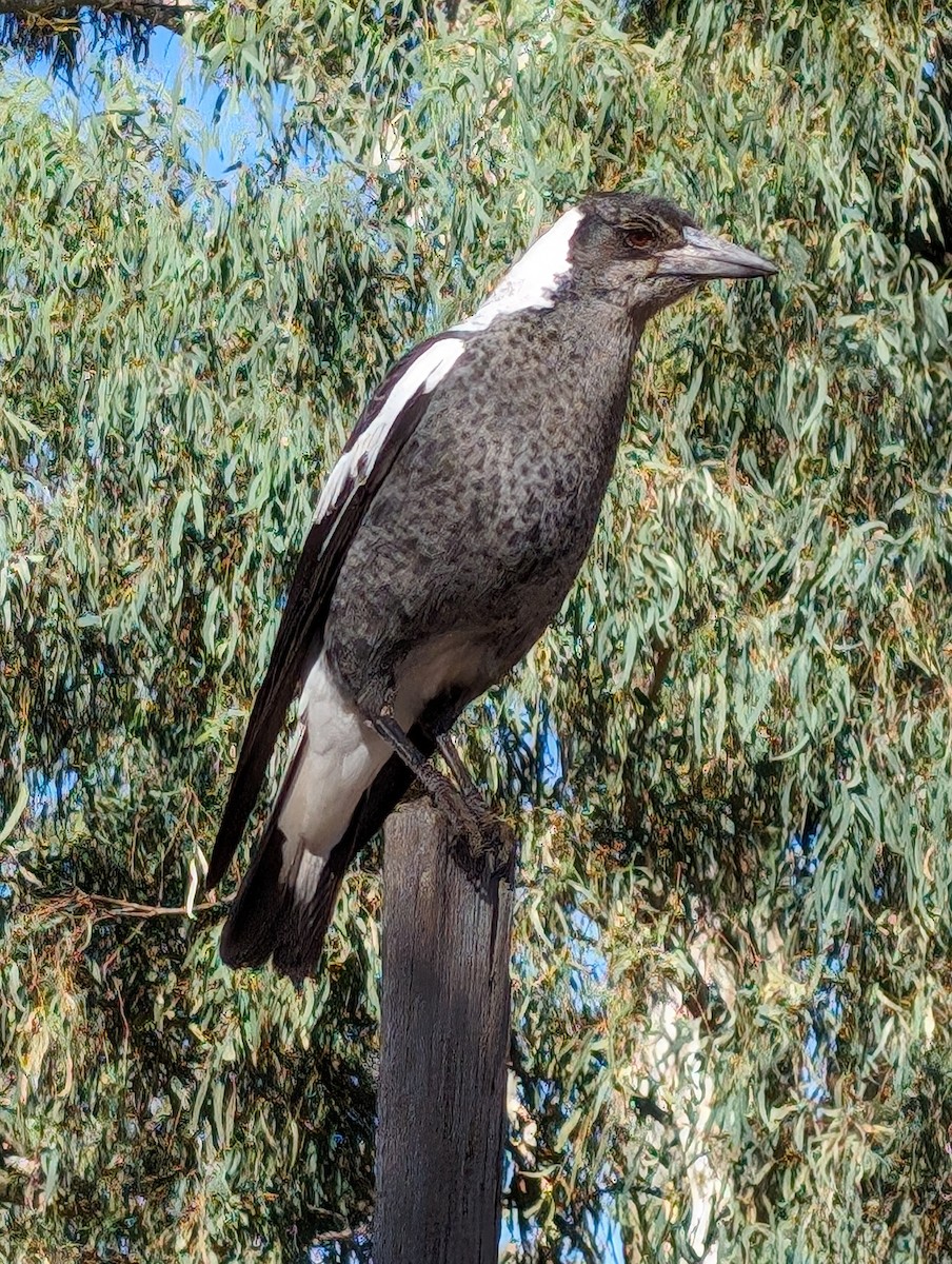 Australian Magpie - ML616352963