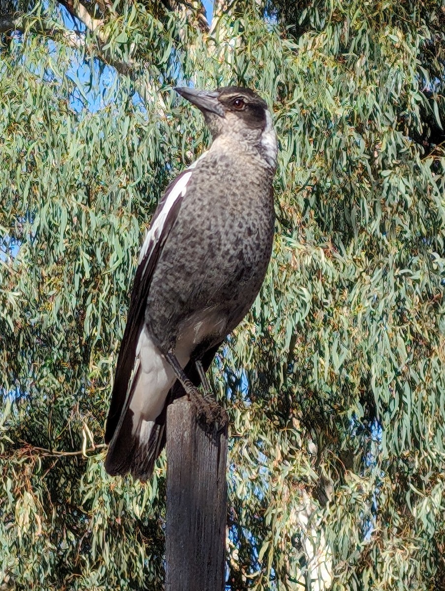 Australian Magpie - ML616352964