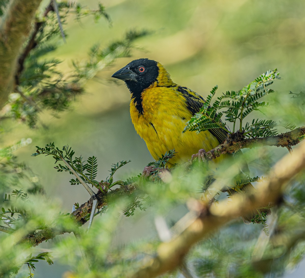 Village Weaver - ML616352965