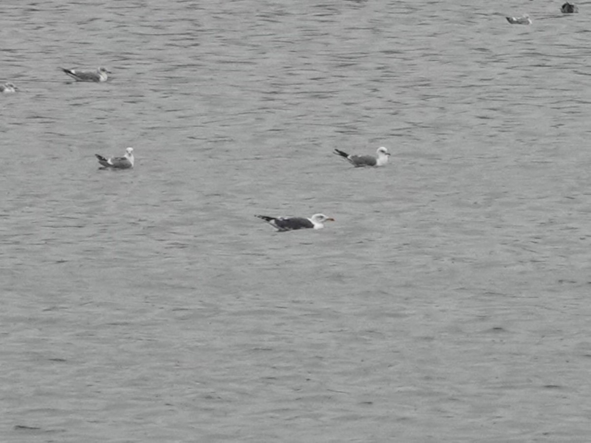 Lesser Black-backed Gull - ML616352981