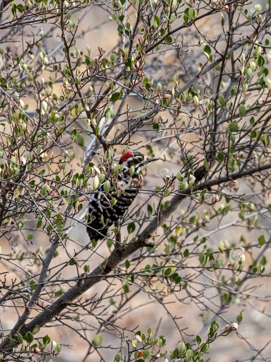 Nuttall's Woodpecker - ML616352983