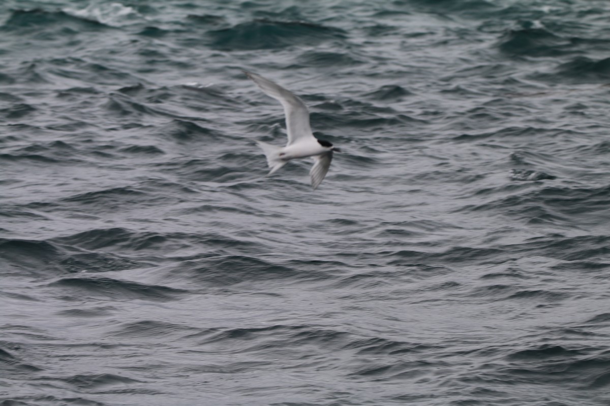 White-fronted Tern - ML616352987