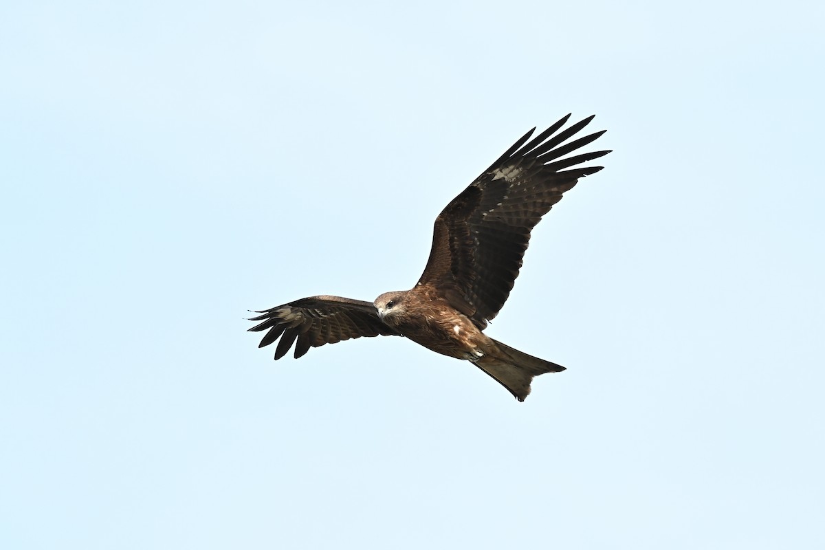 Black Kite - ML616352989