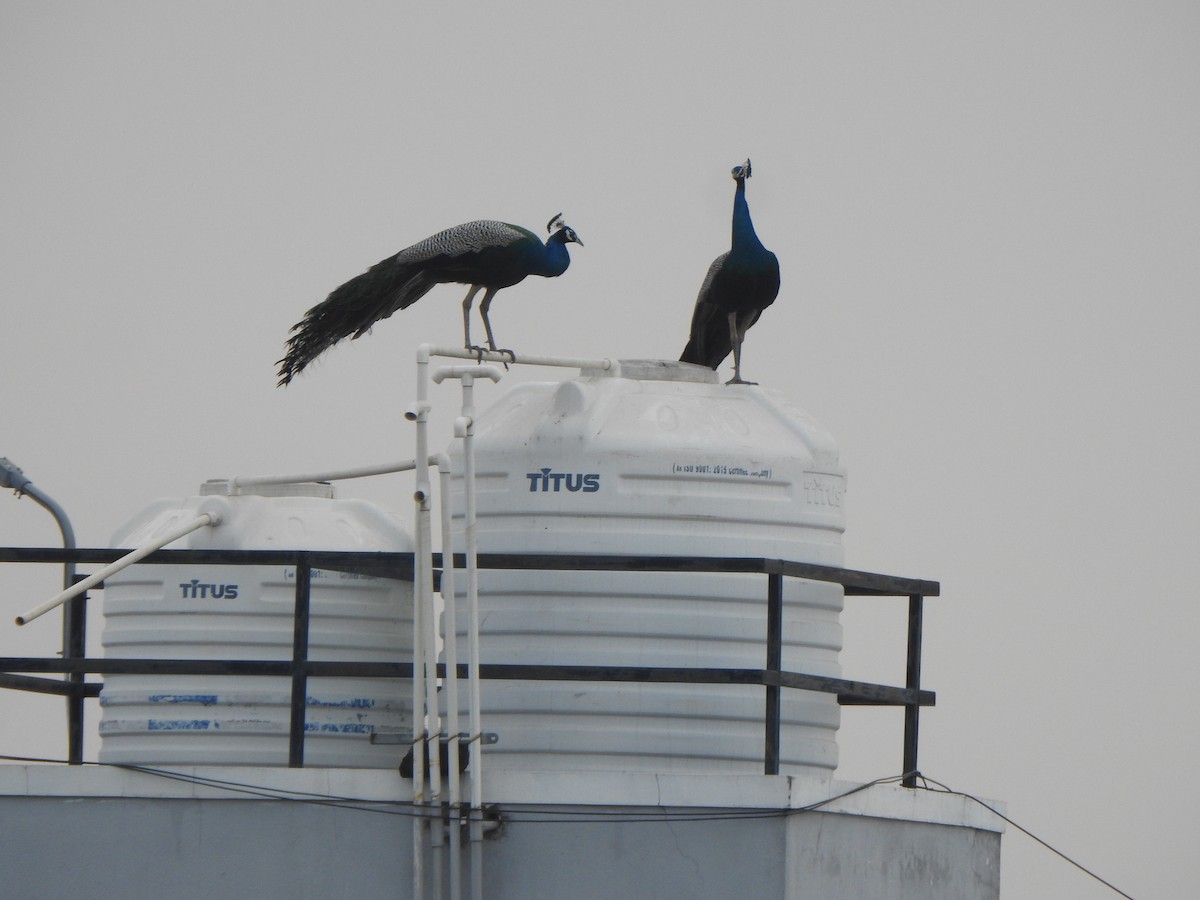 Indian Peafowl - ML616353010