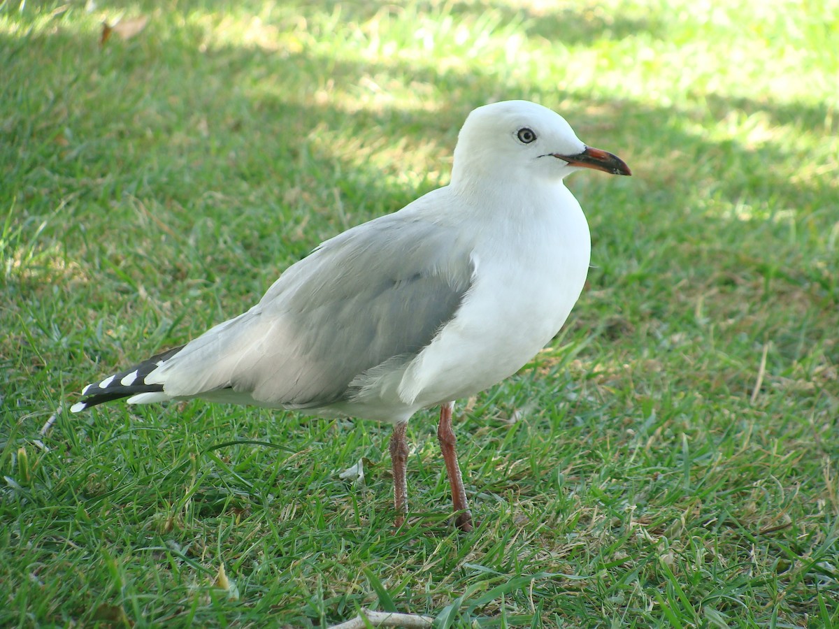 Silver Gull (Red-billed) - ML616353015
