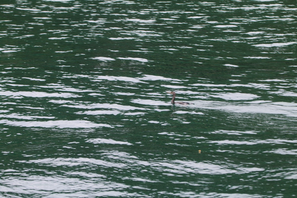 Spotted Shag - ML616353030