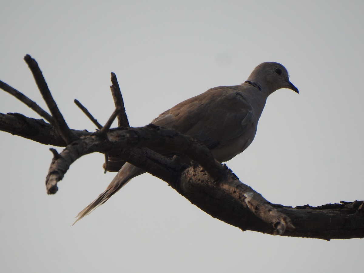 Eurasian Collared-Dove - ML616353032