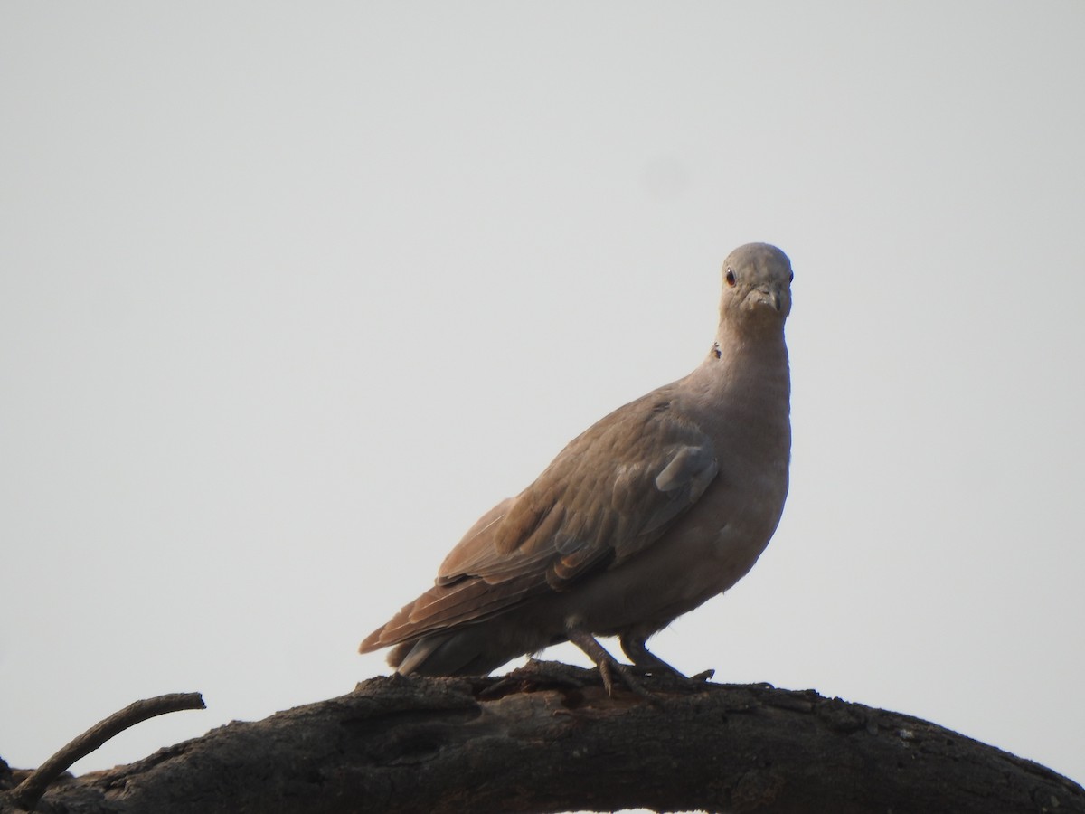 Eurasian Collared-Dove - ML616353033