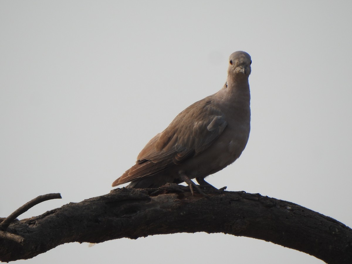 Eurasian Collared-Dove - ML616353034