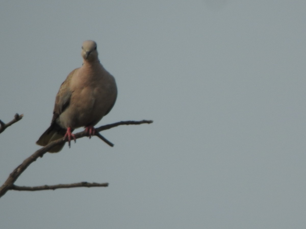 Eurasian Collared-Dove - ML616353037